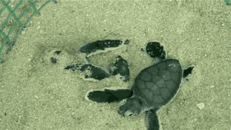 sea turtles on emaze