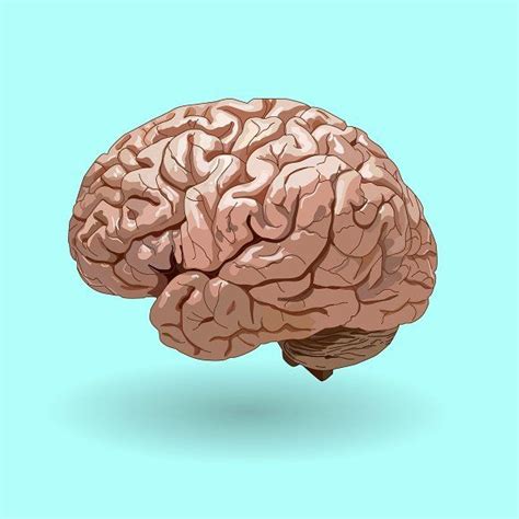 realistic human brain | Illustration artwork inspiration, Illustration artwork, Human brain