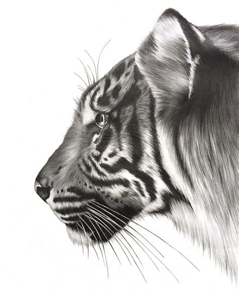 Tiger Drawing PRINT - Etsy