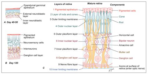 Layers Of The Retina