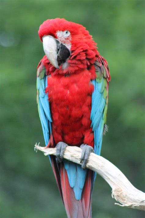 Red macaw parrot by EmoShunka on DeviantArt