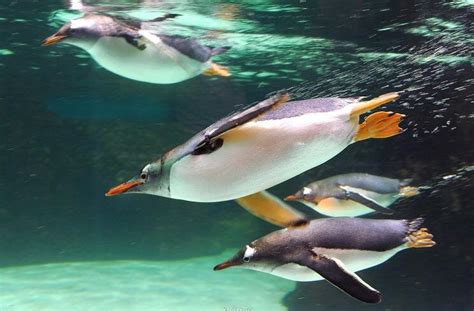 Penguins’ distinct coloration is a form of camouflage. From above ...