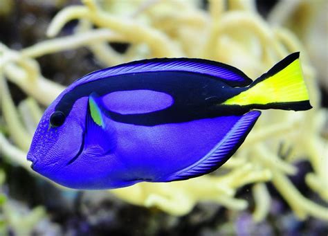 Finding Dory: Blue Tang Fact or Fiction | Blue tang fish, Aquarium fish, Beautiful fish