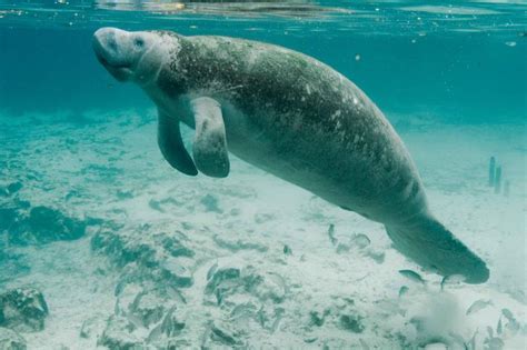 Free picture: underwater, photography, endengered, mammalmanatee