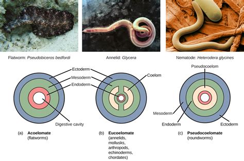 1.1: Features Used to Classify Animals - Biology LibreTexts