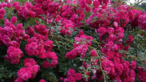 Your Guide to Pruning Knock Out Roses – Lawn World – Everything Outdoor