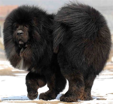 Tibetan Mastiff - Dog Breed Info, Pictures, Videos, FAQs, TM guard dog