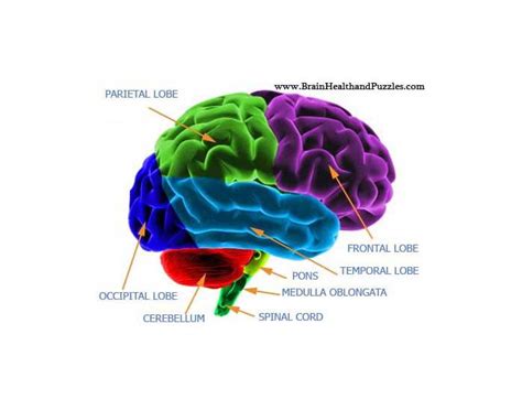 Functions of the Brain Quiz