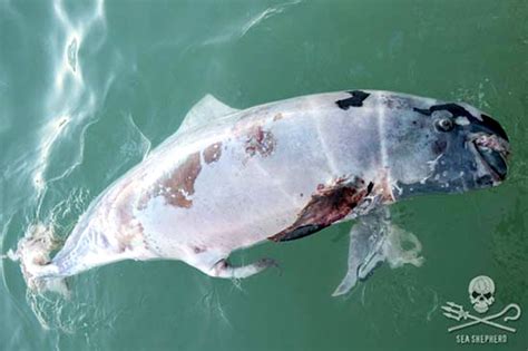 3 Vaquitas Found Dead: The Most Endangered Marine Mammal in the World ...