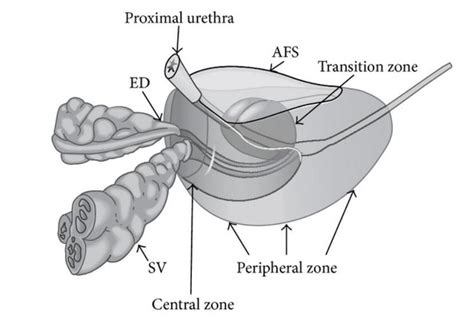 Zonal anatomy of the prostate gland(25) | Download Scientific Diagram