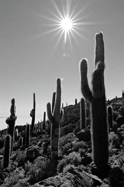 White Sun And Dark Cactus by Bbuong