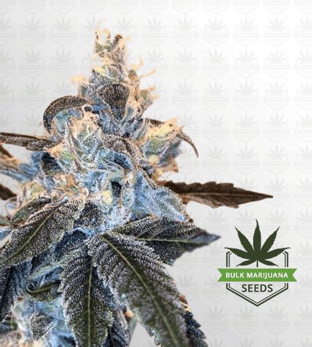 Banana Sundae | Bulk Marijuana Seeds