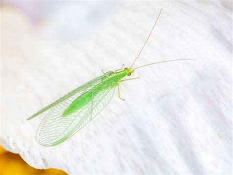 Lacewing Beneficial Insects - Taking Advantage Of Green Lacewings In ...