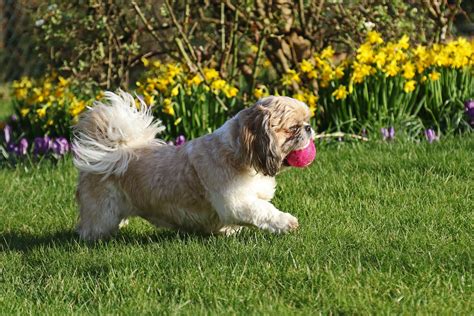 Shih Tzu at play | Looking after my daughters little ball of… | Flickr