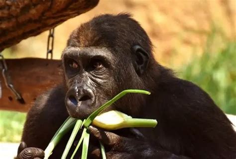 What Do Gorillas Eat - Gorilla Diet - Gorilla Facts