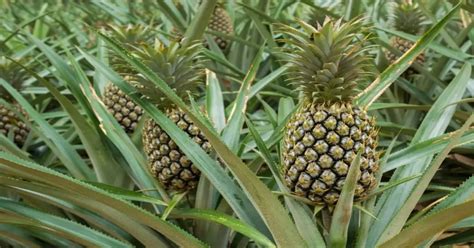 Pineapple Growth Stages - GIY Plants