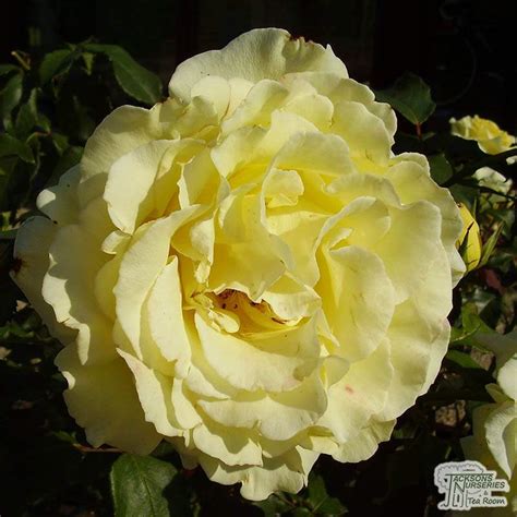 Buy Rosa Golden Showers (Climbing Rose) in the UK