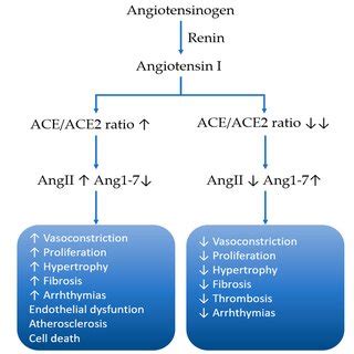 Homeostasis between angiotensin-converting-enzyme (ACE) and ...