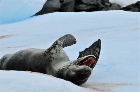 Antarctica – Leopard Seal