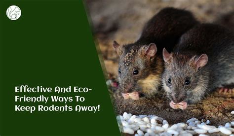 Natural Rodent Repellent: Effective Ways To Keep Rodents Away - Rodents Info