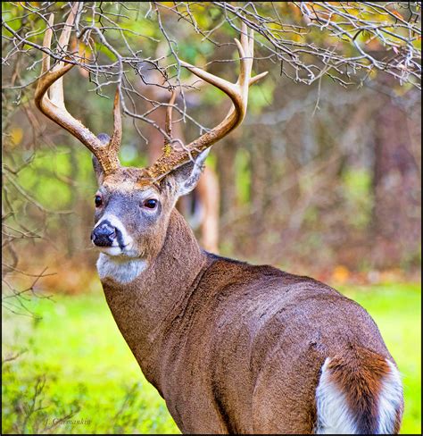 White-tailed Deer Buck, Antlers Photograph by A Macarthur Gurmankin