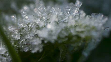 Morning frost Macro Photography | Craig Richards Cine .South Wales,UK