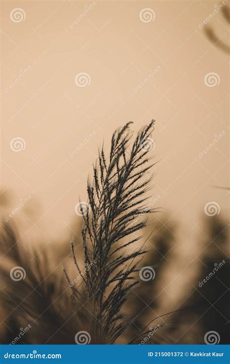 Silhouette of a Single Isolated Wheat Grain in the Field Stock Photo ...