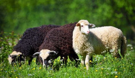 Do Sheep Eat Grass? - Farmhouse Guide