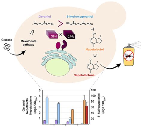 Engineering Yeast for De Novo Synthesis of the Insect Repellent Nepetalactone | ACS Synthetic ...