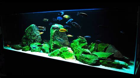 How to Set up an African Cichlid Tank - Step by Step Guide - YouTube