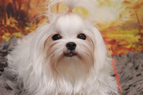 Maltese Puppies For Sale | Las Vegas, NV #314460 | Petzlover