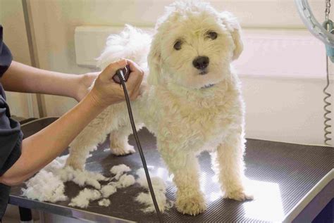 Dog Grooming Basics to Make Your Pooch Look Its Best