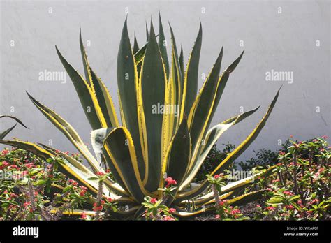 agave furcraea selloa Stock Photo - Alamy