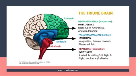 Podcast: Using Your Triune Brain to Overcome Challenges and Thrive | Dr ...