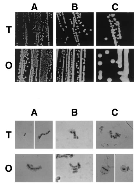 The effect of environmental oxygen and carbon dioxide on colony ...