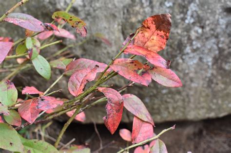 Copy Fall Color - Chimney Rock at Chimney Rock State Park