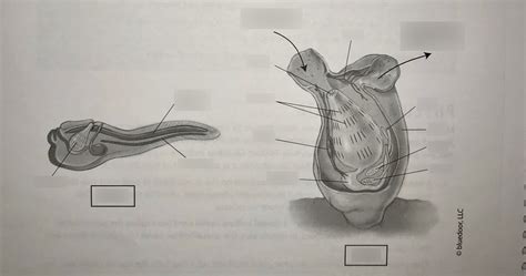 Anatomy of Adult and Larval Tunicates Diagram | Quizlet