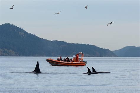 Victoria Whale-Watching Tour By Zodiac: Triphobo