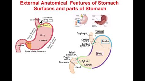 Stomach orifices - cardia and pylorus. - YouTube