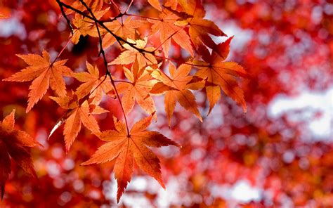 Red Maple Leaves wallpapers and images - wallpapers, pictures, photos