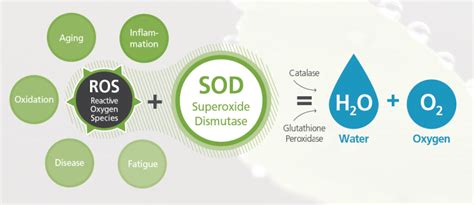 GENOFOCUS Superoxide Dismutase - Antioxidant - Fermentation