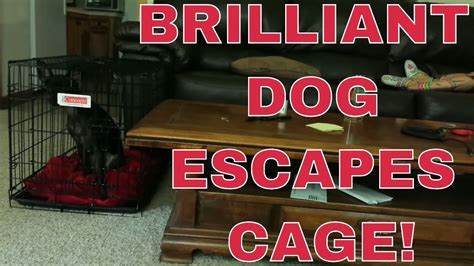 Genius dog escapes from cage - YouTube