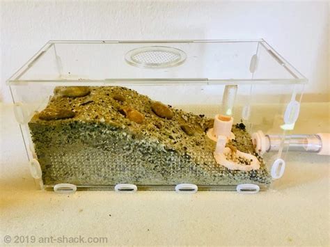 Premium Ant Nest Formicarium Kit for Live Ant Colony Used by Antkeepers Worldwide ANT SHACK ...