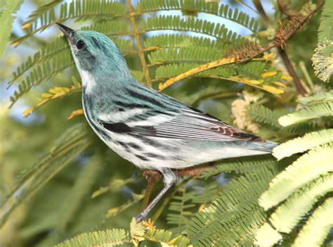 Cerulean Warbler Conservation- How You Can Help Today | Costa Rica Living and Birding