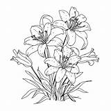 Lily Coloring Pages To Download And Print For Free sketch template