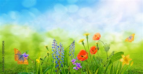 spring grass and daisy wildflowers nature abstract background Stock Photo | Adobe Stock