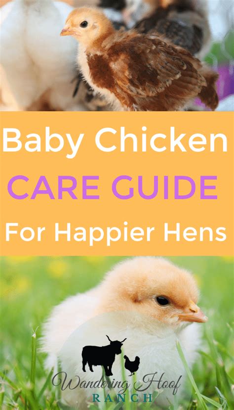 Baby Chicken Care Guide - Wandering Hoof Ranch Baby Chickens Care, Pet ...