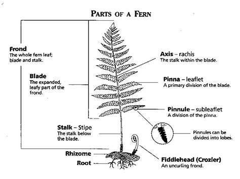 Fern Glossary — Fancy Fronds Nursery