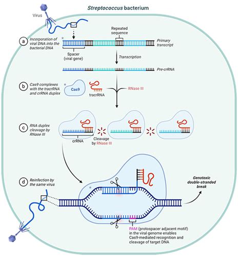 Crispr Cas9 | Bruin Blog