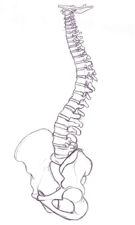 Anatomy for the Artist the Spine Yahoo Image Search Results Spine ...